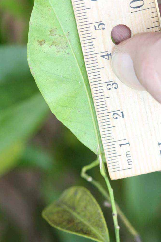              Unifoliolate leaf (Riverside, CA)       